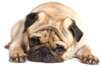 best brush for a pug grooming and your pug best brush for a pug grooming and your pug