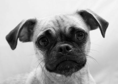 Breeds Of Dogs Beginning With Rc Breeds Of Dogs Beginning With Rc