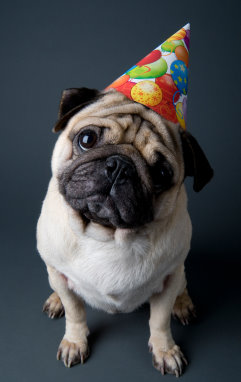  Birthday Party on Birthday Party Pug
