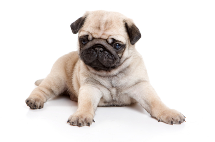 http://www.i-love-pugs.com/images/PugPuppyFullView.jpg