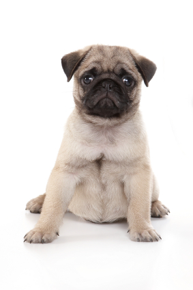  Puppies on Pug Puppies And Potential Problems