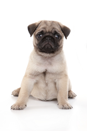 Puppies on Pug Puppies And Potential Problems