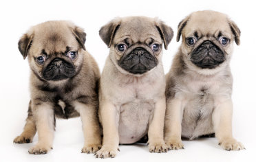 Rescue Puppies on Do Free Pug Puppies Exist
